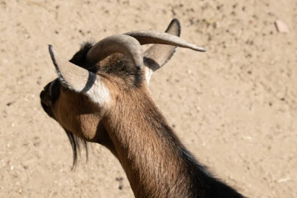 Closeup Goat Field Sunlight Blurry Background — Stock Photo, Image