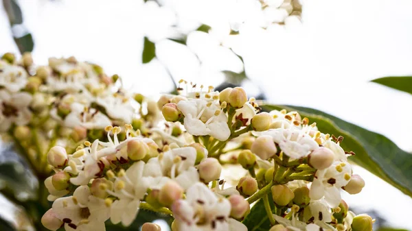 Primer Plano Flores Blancas Florecientes Aire Libre — Foto de Stock