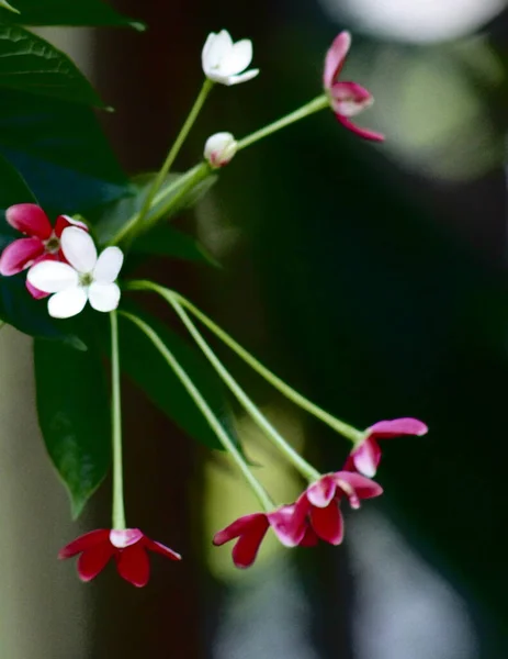 明るい緑色の葉を持つ白とピンクのラングーンクリーパーの花の選択的な焦点は 背景がぼやけています — ストック写真