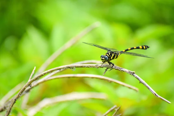 Eine Nahaufnahme Eines Käfers Auf Einem Ast Einem Garten Mit — Stockfoto
