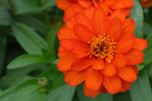 Primer Plano Una Flor Naranja Jardín Durante Día — Foto de Stock