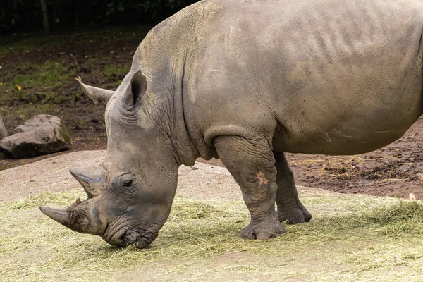 Крупним Планом Знімок Носорога Ставка — стокове фото