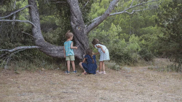 Barnen Leker Tallskog Den Dalmatiska Kusten — Stockfoto