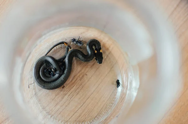 Top View Black Snake Pot — Stock Photo, Image