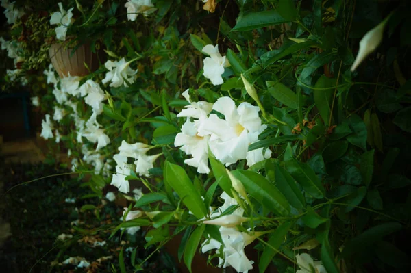 Beau Plan Fleurs Jasmin Dans Jardin — Photo