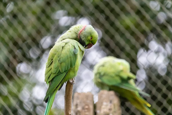 Tiro Close Periquitos Alexandrinos Ramo Zoológico — Fotografia de Stock