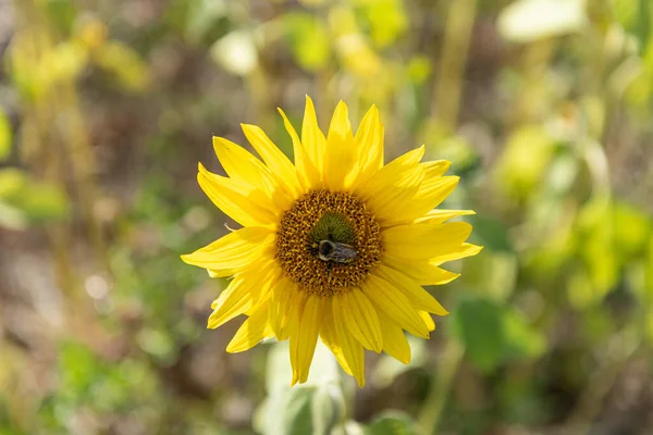 Eine Kleine Biene Sitzt Auf Einer Sonnenblume — Stockfoto