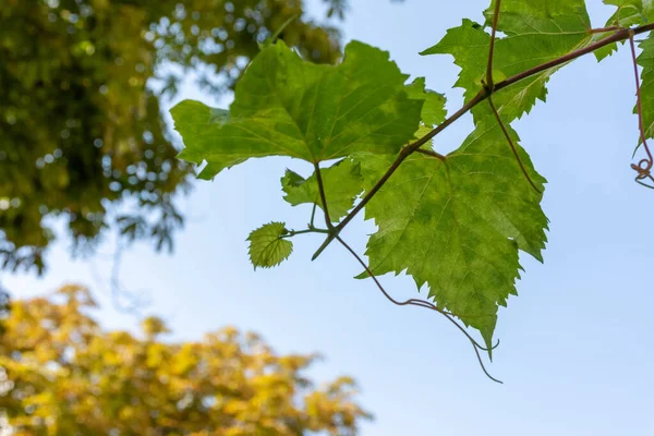 Eine Nahaufnahme Der Grünen Weinblätter Ausgewählte Schwerpunkte — Stockfoto