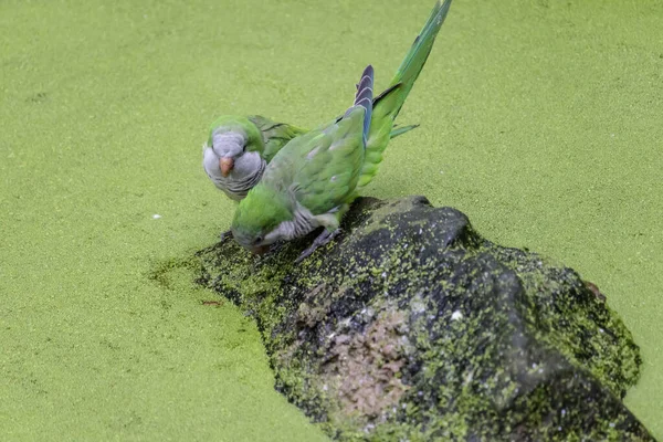 Para Zielonych Papużek Meczetowej Skale — Zdjęcie stockowe