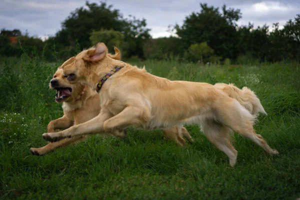 Een Close Shot Van Golden Retriever Honden Spelen Buiten — Stockfoto