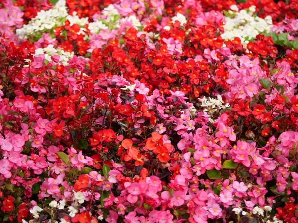 Jardim Vibrante Com Flores Begonia Vermelho Rosa — Fotografia de Stock