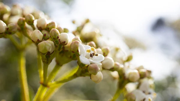 Eine Makroaufnahme Blühender Weißer Blumen Freien — Stockfoto
