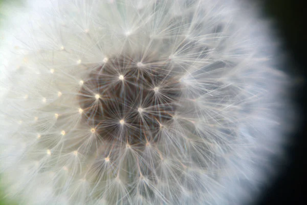 Bloeiende Paardebloem Het Weitje — Stockfoto