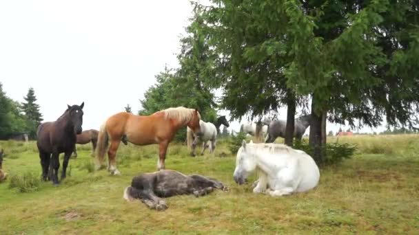 群马在牧场上吃草 — 图库视频影像