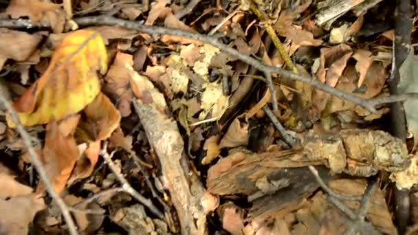 Gevallen Bladeren Het Bos Bij Zonsondergang Herfst — Stockvideo