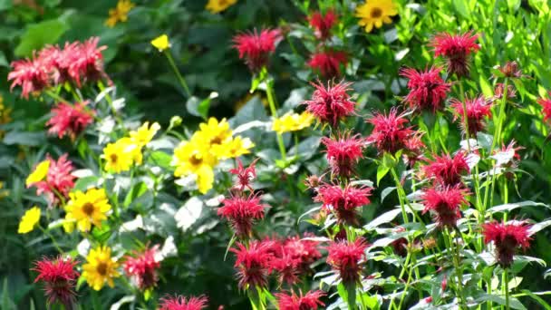 Schöne Blumen Garten — Stockvideo