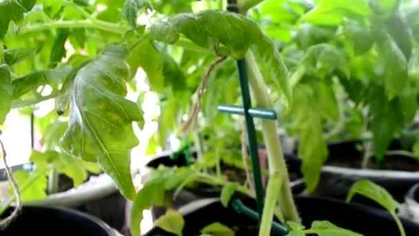 Green Tomato Plant Growing Greenhouse Daytime — Stock Video