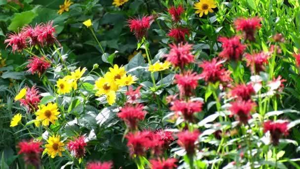 Schöne Blumen Garten — Stockvideo