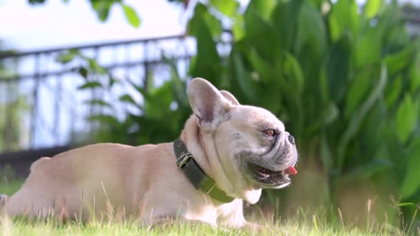 Милий Собака Траві — стокове відео