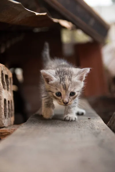 Vertical Shot Cute Lovely Little Tabby Fluffy Kitten Walking Wooden — Stock Photo, Image