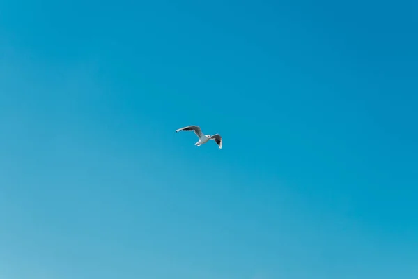 Uma Gaivota Voando Céu Azul Calmo — Fotografia de Stock