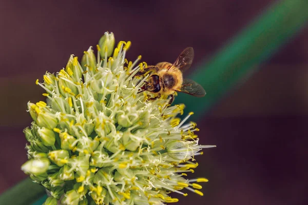 Bir Bitkinin Tomurcuklanan Çiçekleri Üzerinde Tozlaşan Bir Arı Seçici Odağı — Stok fotoğraf