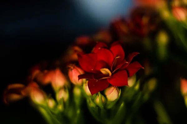 Červené Pelargonium Pelargonium Hortorum Květiny Pupeny Rozmazaném Pozadí — Stock fotografie