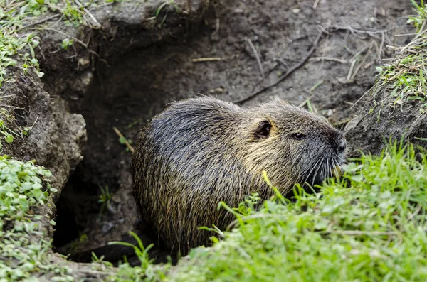 Closeup Cute Coypu Standing Cave Surrounded Lush Grass — Stock Photo, Image