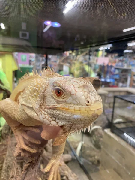 Primo Piano Iguana Comune Nell Acquario — Foto Stock