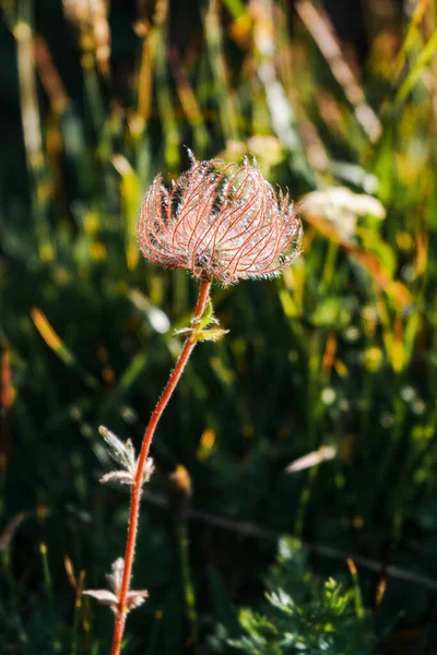 Selective Focus Blossomed Fluffy Prairie Smoke Plant Wild — Stock Photo, Image