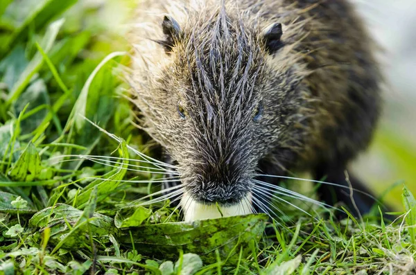 Närbild Söt Fluffig Nutria Djur Äter Något Hög Med Gräs — Stockfoto