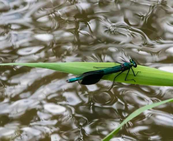 Egy Közeli Kép Egy Kék Szitakötőről Egy Zöld Levélen — Stock Fotó