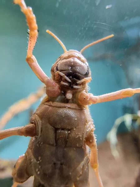 ガラスの方に顔を向けたイナゴ — ストック写真