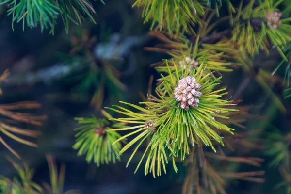 Ein Selektiver Fokus Des Nadelzapfens Auf Den Immergrünen Baum Wald — Stockfoto