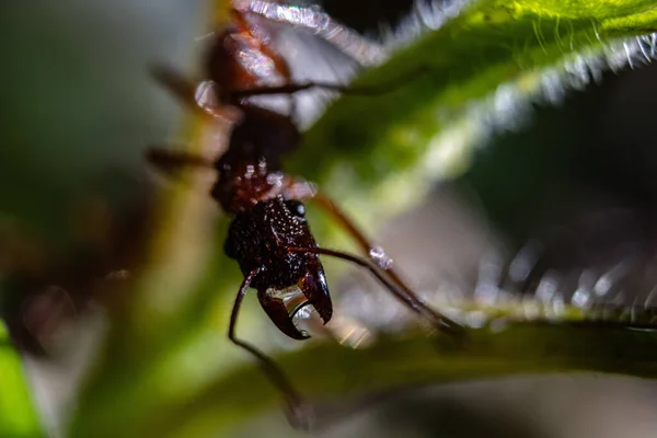 Closeup Shot Beetle Green Leaf — Stock Photo, Image