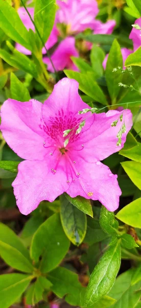 Focus Sélectif Fleur Tibouchine Sur Fond Vert — Photo