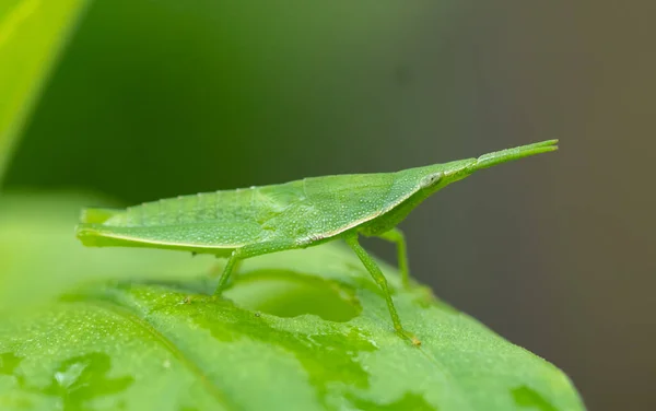 Sejong City Corea Sur 2021 Una Macro Toma Saltamontes Verde —  Fotos de Stock