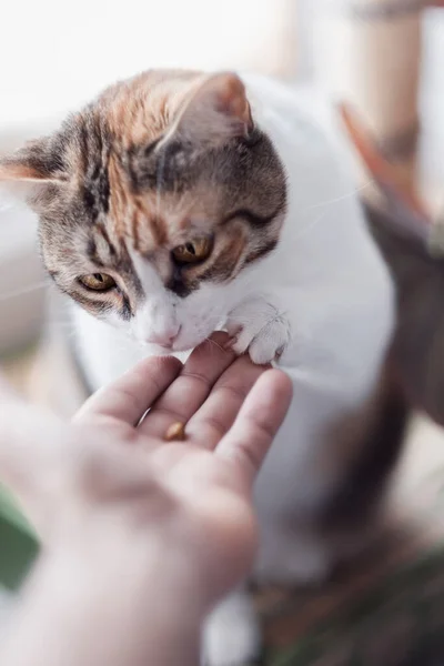 女性の手の浅い焦点 彼女の猫を養う — ストック写真