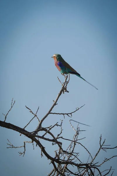 Niskokątne Ujęcie Ptaka Gałęzi Okavanga Delta Botswana — Zdjęcie stockowe