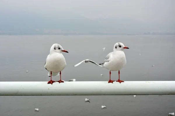 ぼんやりとした霧の背景に黒頭のカモメの閉鎖 — ストック写真