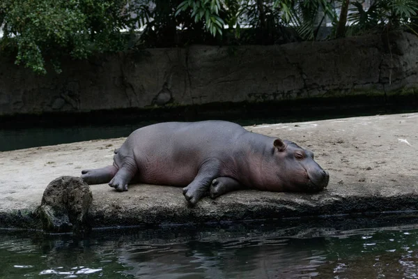 Hipopótamo Bebé Dormido Zoológico Kopenhagen — Foto de Stock
