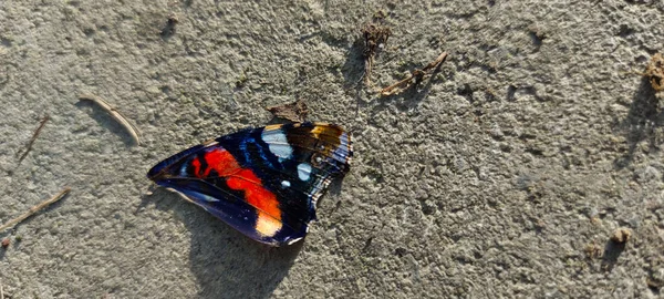 Single Butterfly Wing Lying Stone Ground — Stock Photo, Image