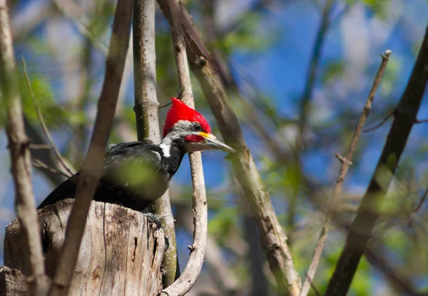 Zwarte Specht Takken Van Boom Zijn Natuurlijke Habitat Cordoba Argentina — Stockfoto