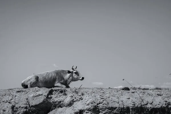 一头奶牛躺在乡间岩石上的灰白色鳞片 — 图库照片