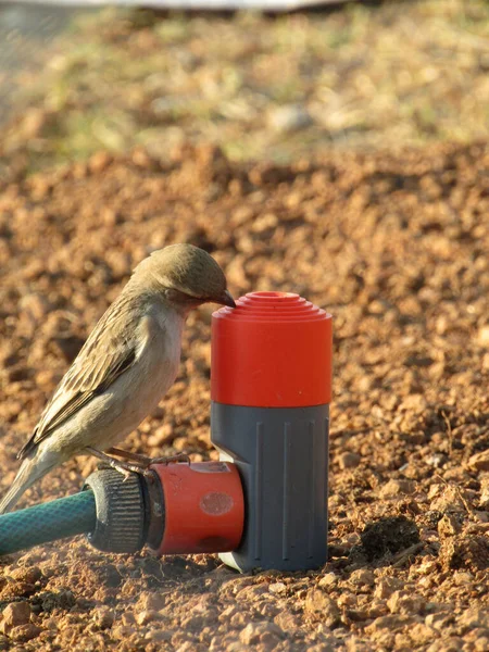 Selective Focus Shot Sparrow Perched Sprayer Irrigation — Stock Photo, Image
