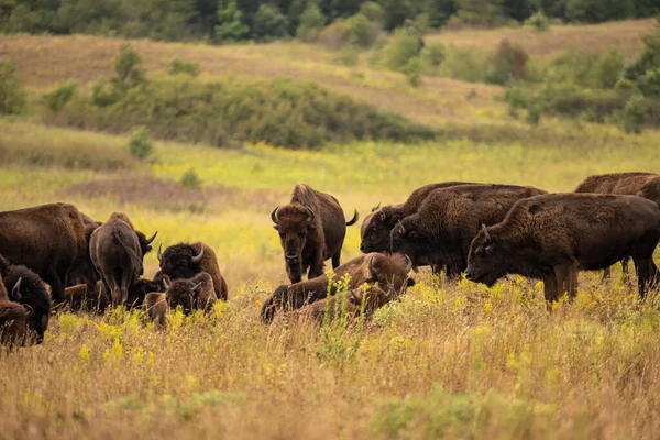 Bisons Het Veld — Stockfoto