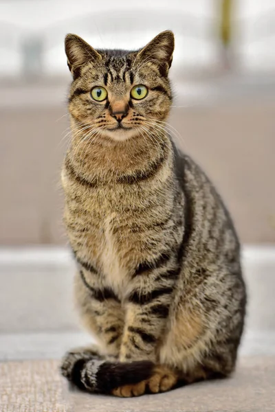 Tiro Vertical Gato Bonito Olhando Surpreso Com Câmera — Fotografia de Stock