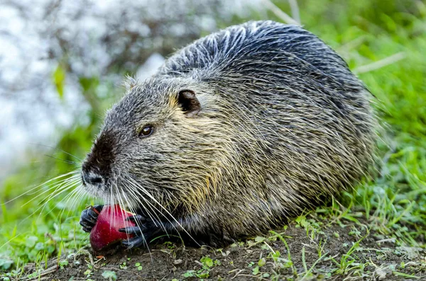 Primer Plano Lindo Animal Esponjoso Nutria Comer Pedazo Manzana Hierba —  Fotos de Stock