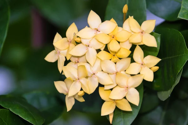 Zbliżenie Strzał Kwitnącego Żółtego Geranium Kwiaty — Zdjęcie stockowe