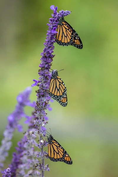 Een Close Shot Van Monarch Vlinders Bloemen — Stockfoto